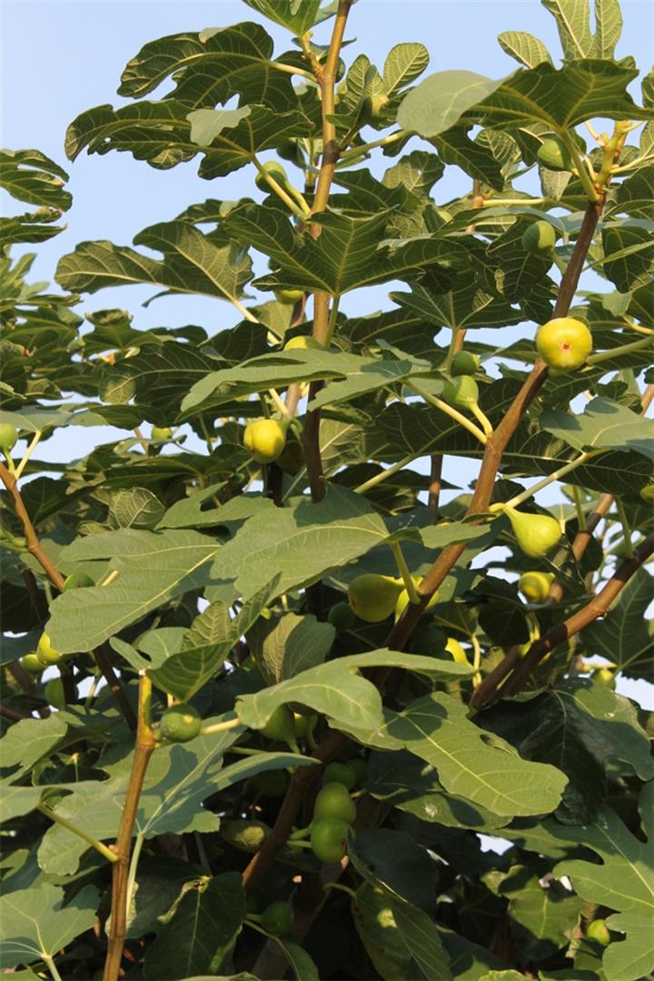 百种味道的果子,百种果实图片