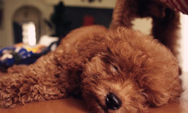 贵宾犬为什么不喜欢和其他狗玩,为什么小贵宾犬都喜欢挤在一起呢