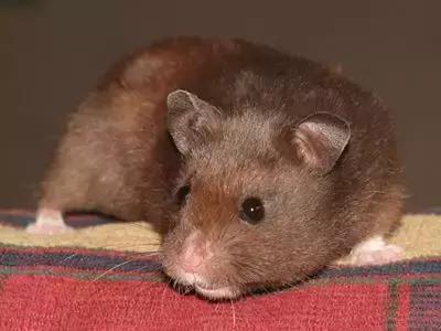 仓鼠种类短毛,仓鼠科普常见仓鼠种类