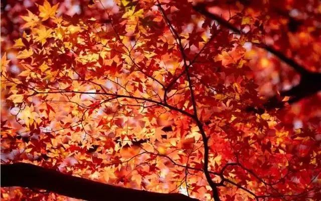 上海厉害了,厉害了上海