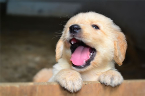 狗狗心理疾病的症状,狗狗会传染人哪些疾病