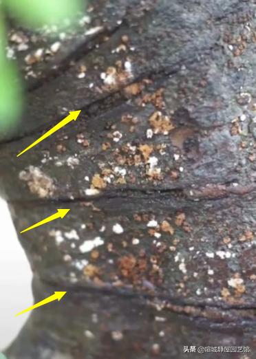 盆景讲究古朴古怪,北方古朴沧桑的老桩盆景