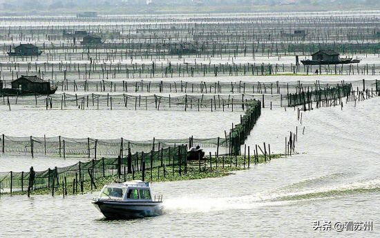 阳澄湖大闸蟹为什么能独占鳌头,阳澄湖大闸蟹上岸
