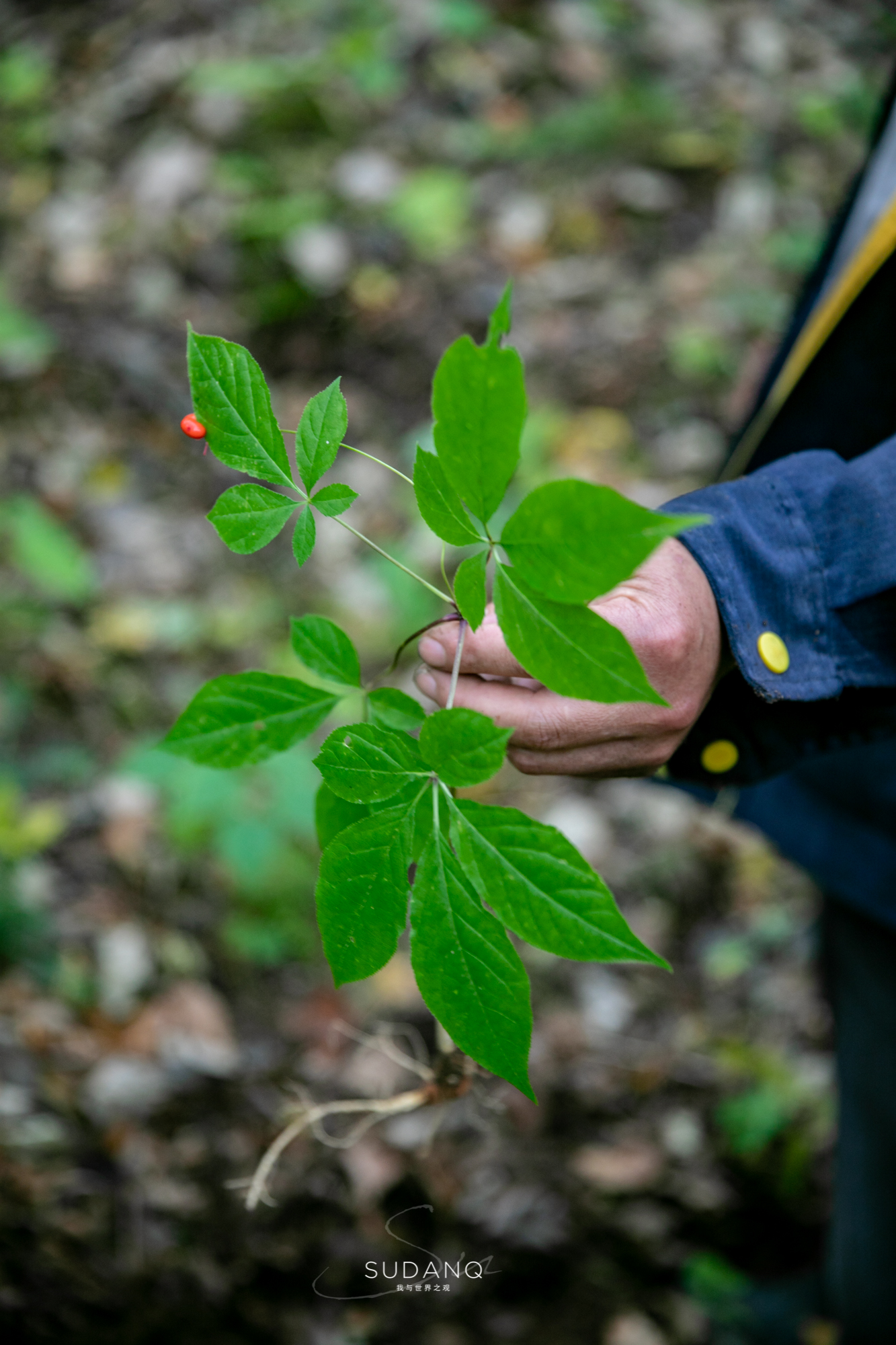 长白山百年野生人参为什么贵,长白山人参最好在哪里