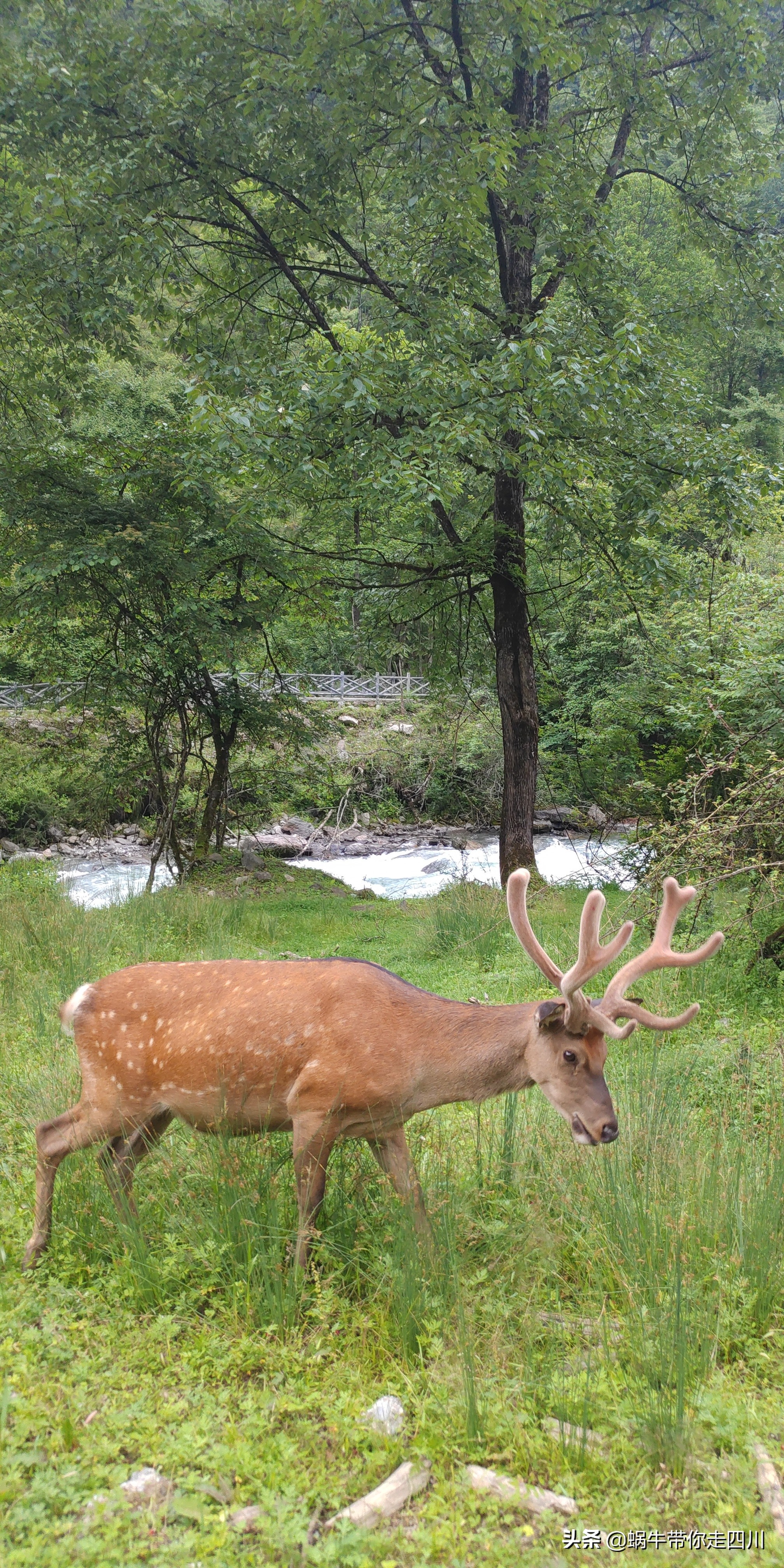 成都出发,一家三口2300元贡嘎神汤喇叭河四日游