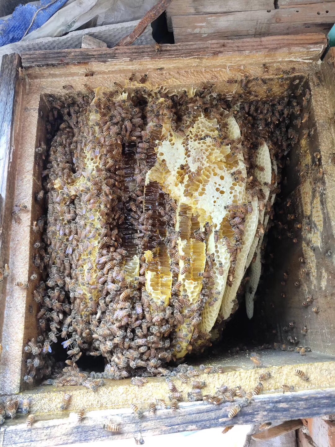 什么叫土蜂蜜和意蜂蜜,啥是土蜂蜜