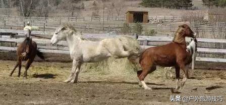 如何纠正马踢人,怎么防止马踢人