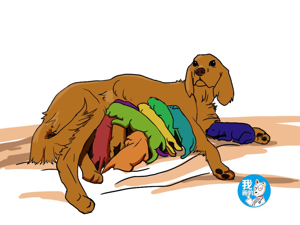 铲屎官帮狗狗接生，当全部接生完时，整个人都不淡定了