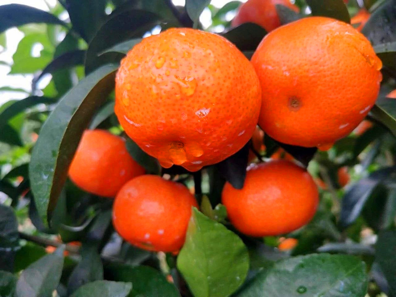 砂糖桔产量暴增，养价糊口还是发价致富