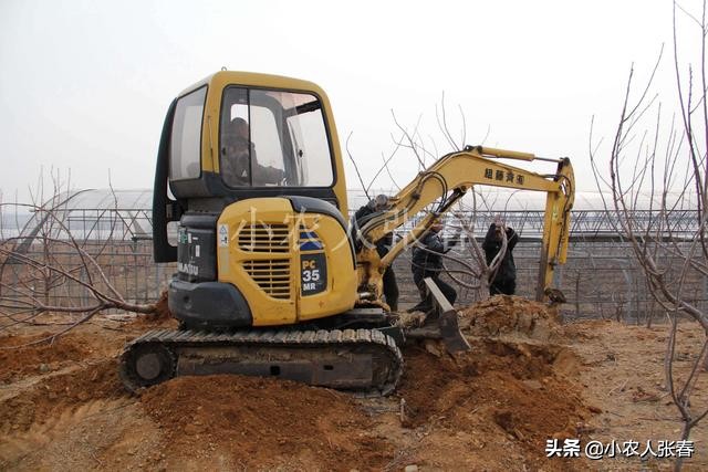 樱桃爸爸打了娇娇一巴掌,樱桃爸爸怒扇耳光