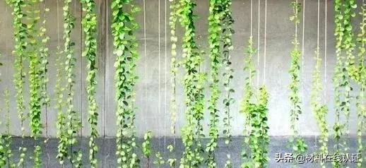 植物窗帘效果图大全,植物窗帘图案