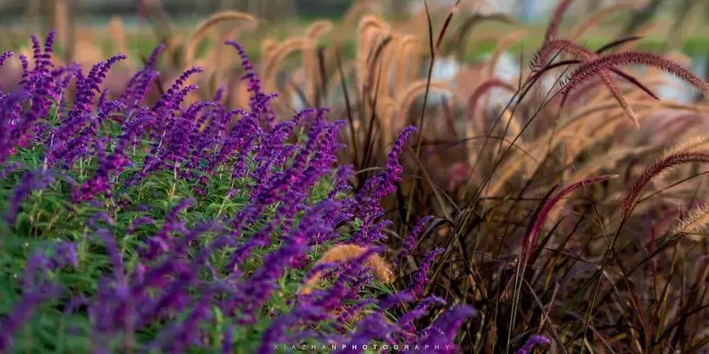 宛若美人卧成都，江家艺苑了解一下
