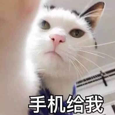 养猫常备药物推荐,铲屎官必备驱虫药