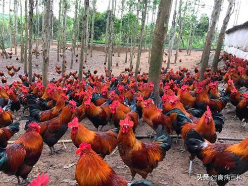 禽病学鉴别诊断,看鸡粪判断鸡病图大全