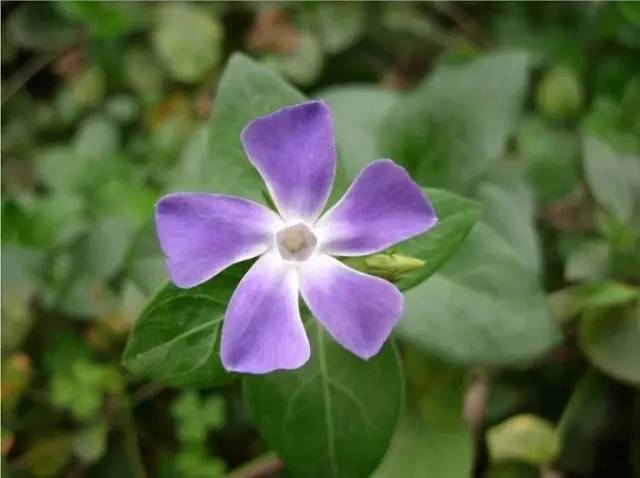 赏花时间表,赏花季节及图片