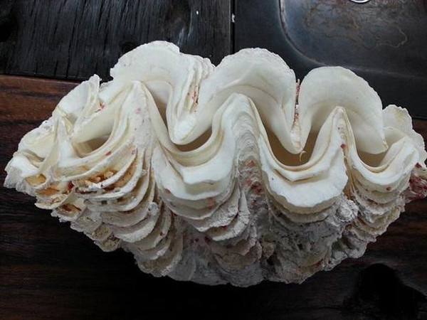 盘点文玩圈中不能碰的五种文玩,这6种文玩一定不要碰太吓人了