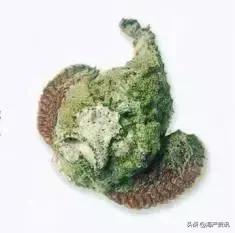 海洋科普世界上都有什么鱼,十种受欢迎的海鲜鱼类