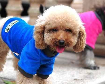 养宠小知识泰迪泪痕跟饮食有关吗,养犬冷知识第四季