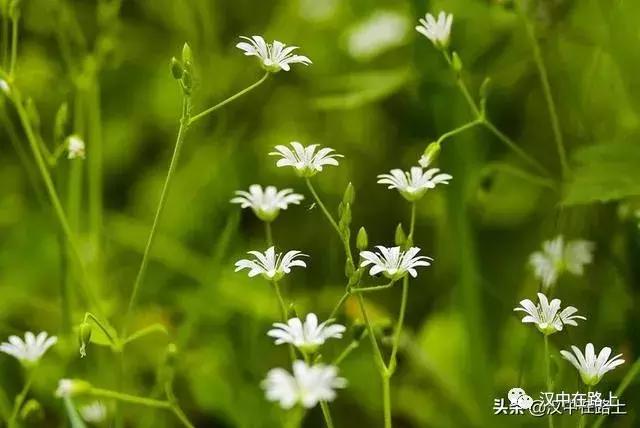 探秘汉中,汉中一村子窜入野生羚牛