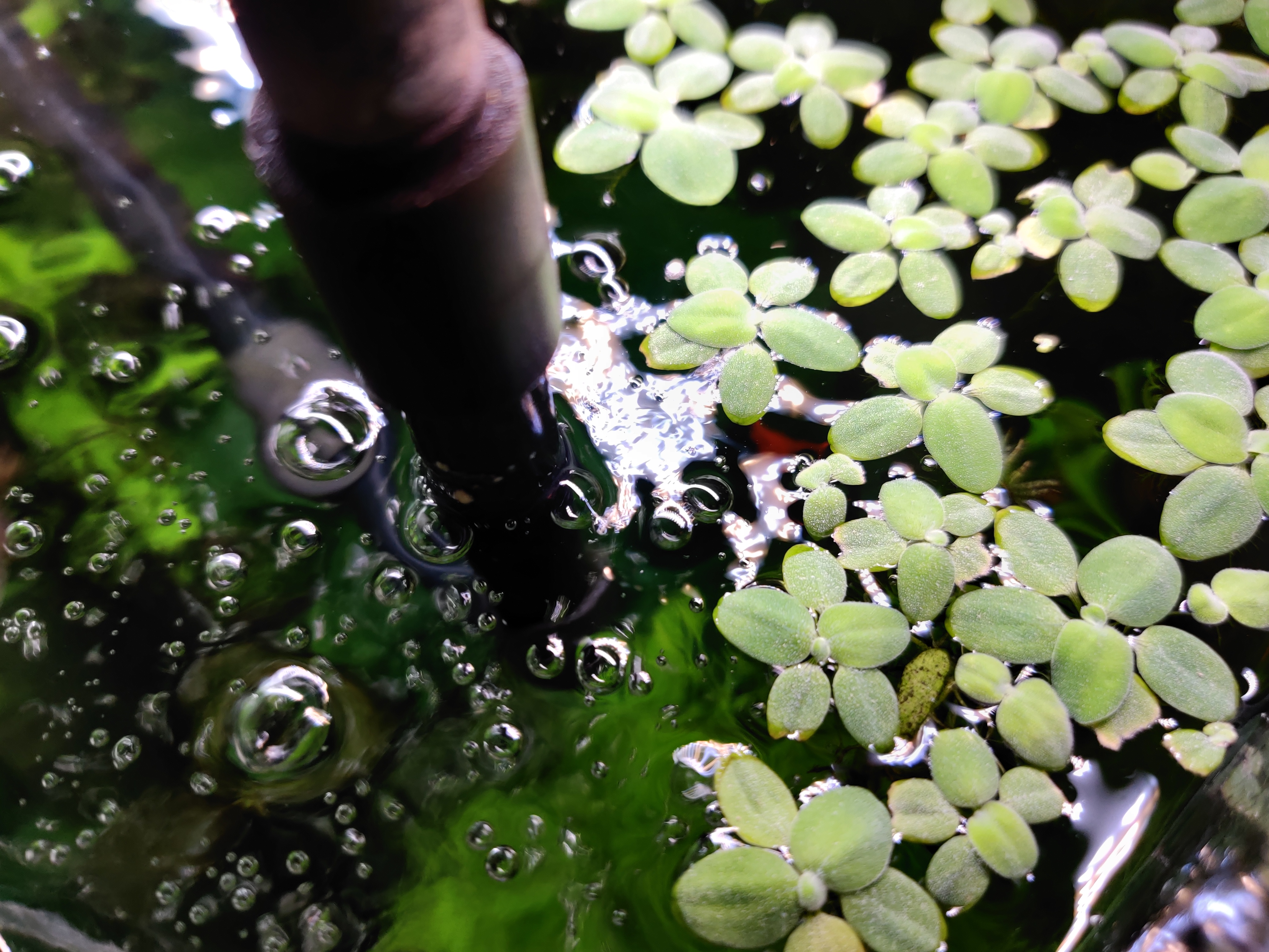鱼缸水出现大量的泡沫是怎么处理,鱼缸水面有泡沫水质粘稠