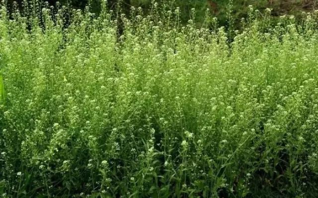 农村常见野花野草,这些野菜农村随处见