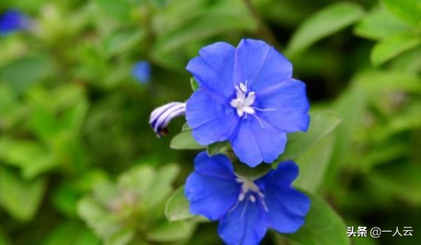 求婚玫瑰花推荐,除了玫瑰还有啥代表浪漫