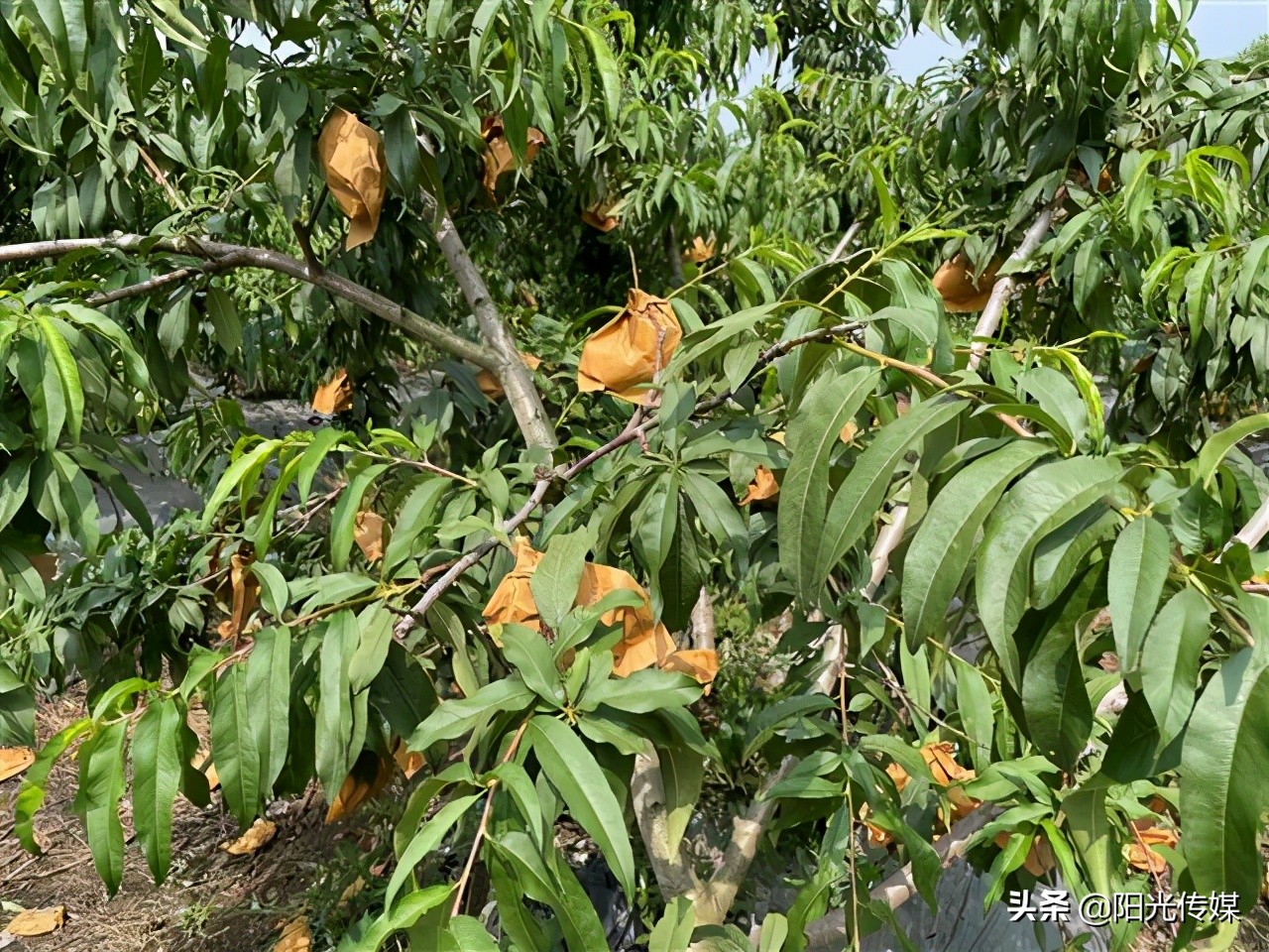 福利来啦!德阳喜欢吃桃子的小伙伴看过来