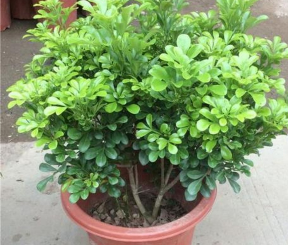 米兰只打骨朵不开花是什么原因,米兰开花苞不开花