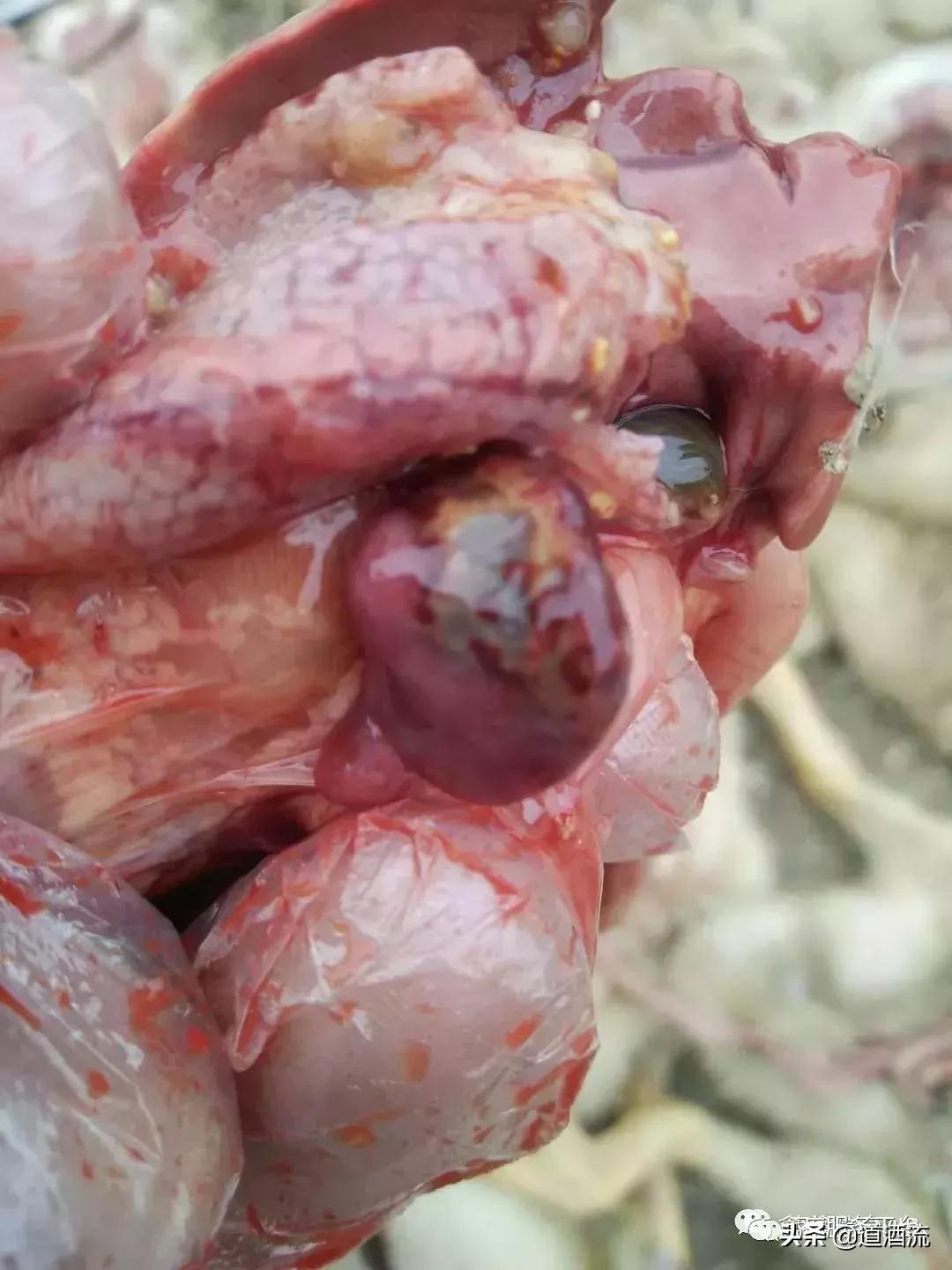 关于肉鸭脾坏死的原因及防治方法，这篇最全面，值得收藏