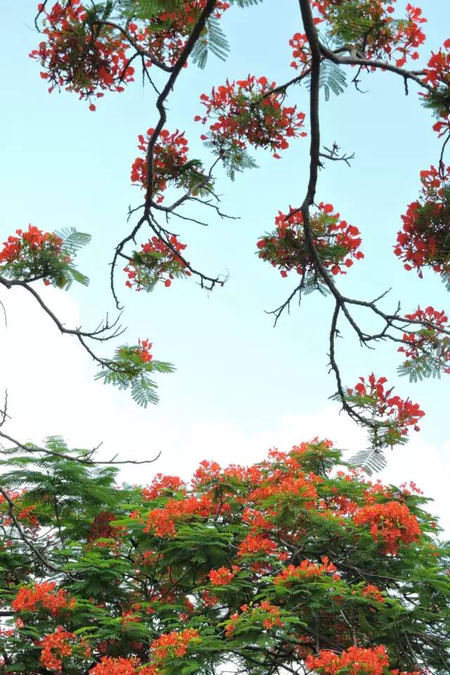 毕业季的凤凰花和栀子花,毕业季凤凰花开的时候
