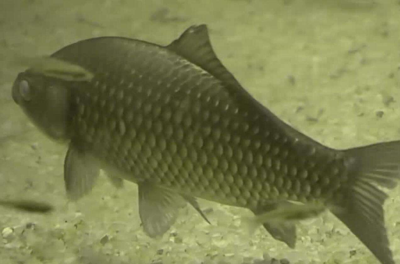 各类鱼吃饵方式,如何大几率让鱼吃钩饵