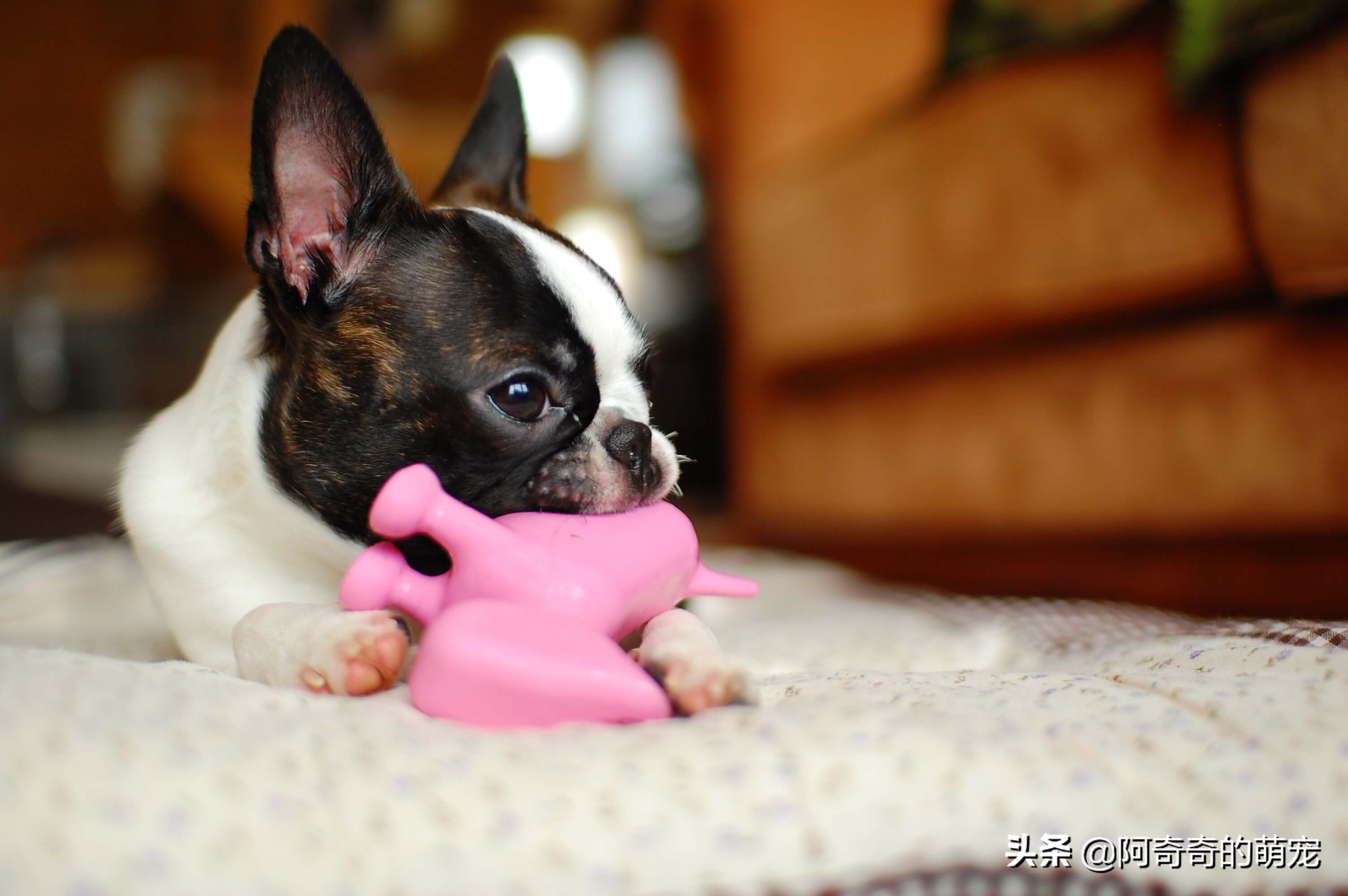 给刚满月狗狗准备什么玩具,如何陪伴狗狗玩耍狗狗会开心