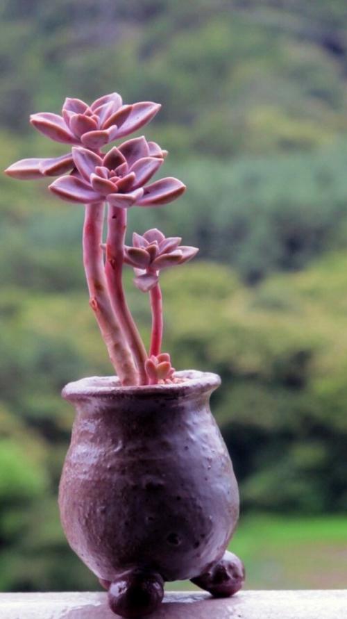 多肉长太高杆上不长叶子怎么办,多肉长得太高可以剪掉再种吗