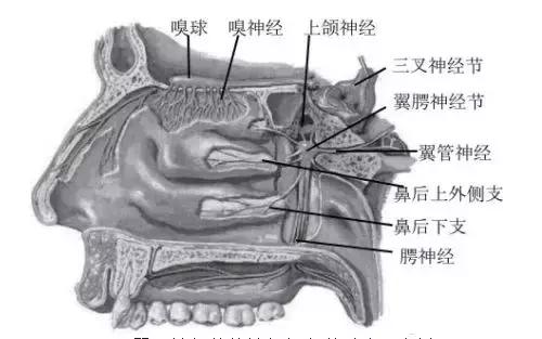 蝶腭神经节针刺技法,蝶腭神经节针刺术谁发明的