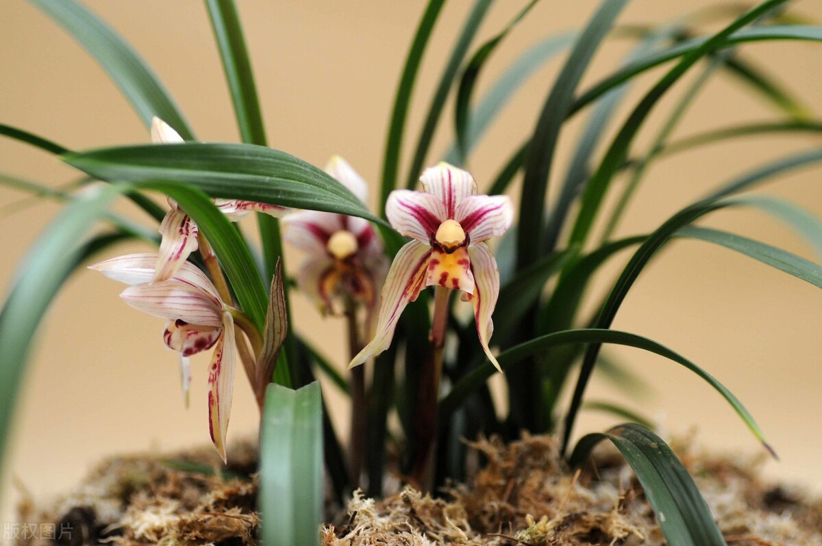 兰花属于保护植物为什么还有人挖,禁止兰花采挖的真正原因