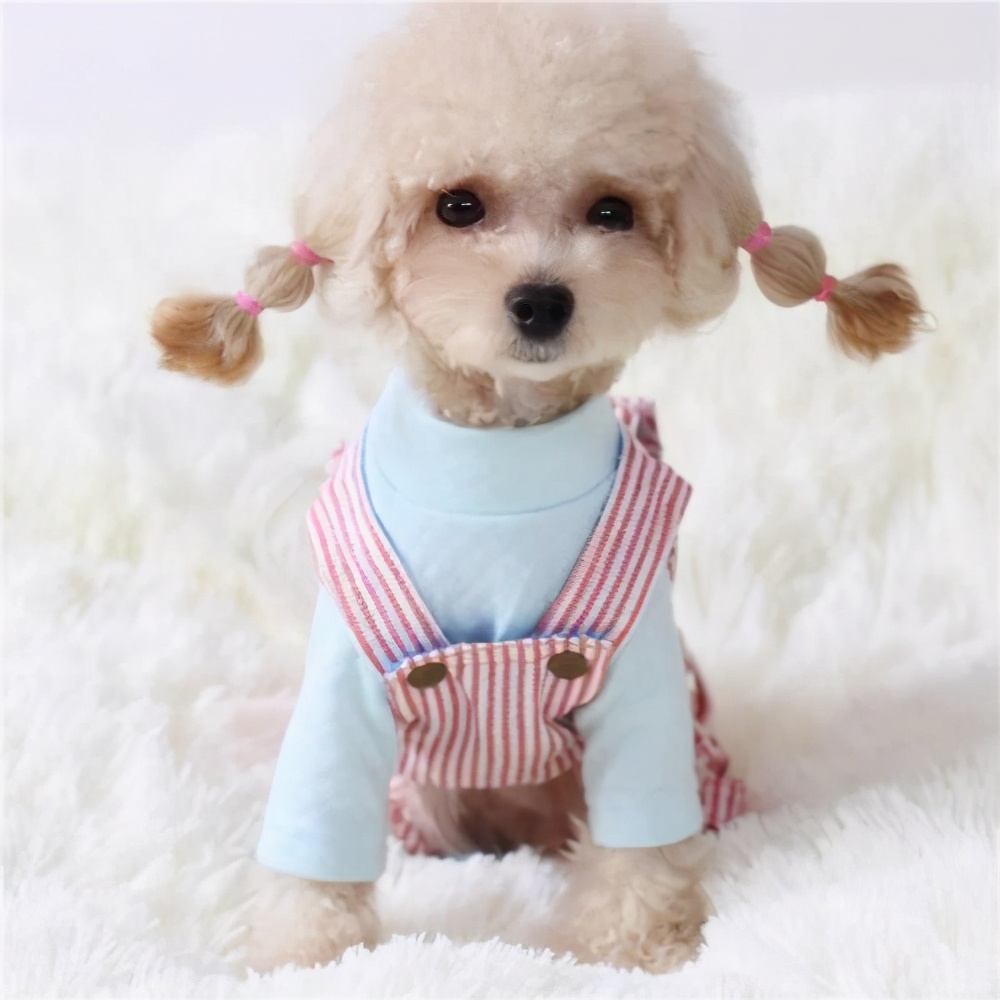 贵宾犬什么颜色的最聪明,贵宾犬毛色有几种颜色