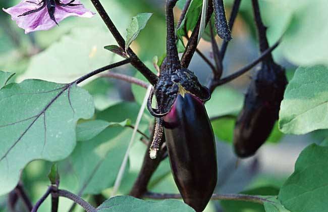 茄子结果期黄叶病用什么药,茄子褐纹是什么症状