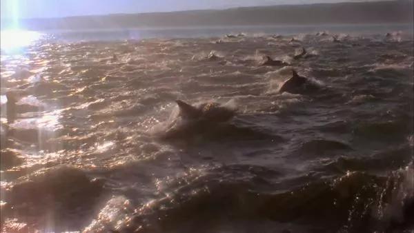 海豚湾被吐槽视频,海豚湾充满争议