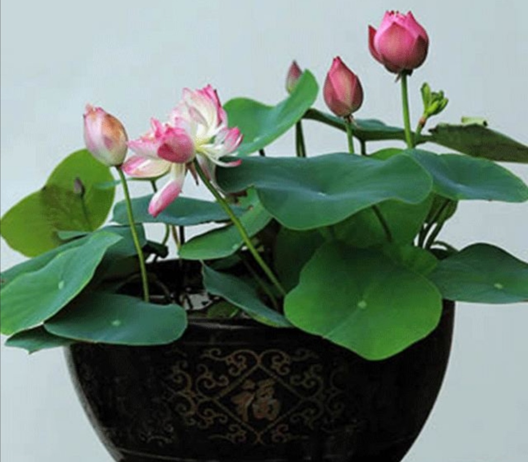 怎样养好碗莲,如何养好碗莲书籍