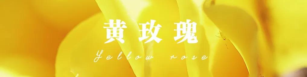 花店常用玫瑰花品种大全,一篇文章带你认识三亚40种花