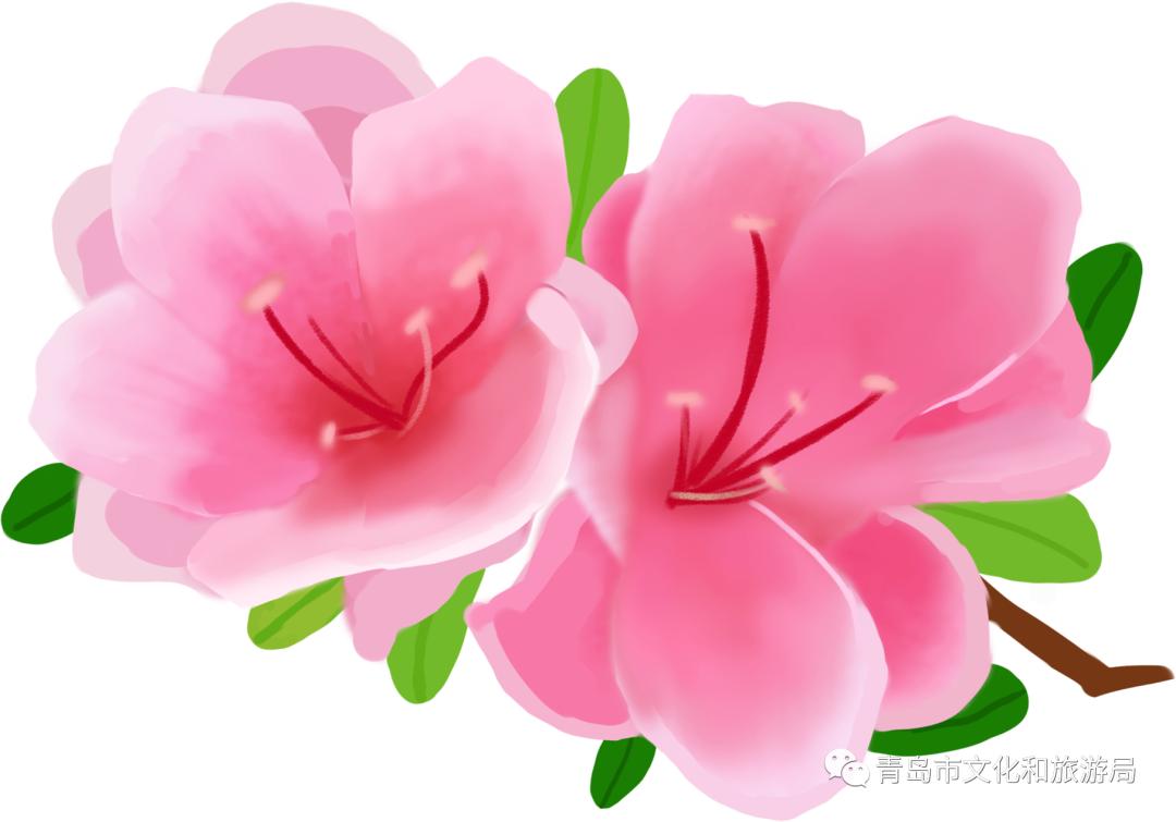 识花赏花学知识,赏花识花学知识