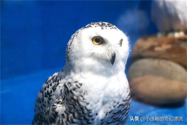 成都浩海立体海洋馆攻略,浩海立方成都海洋公园攻略