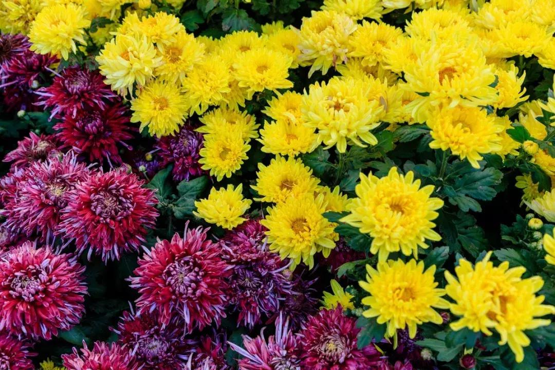 沈阳十一免门票景区,沈阳一大波免费景点