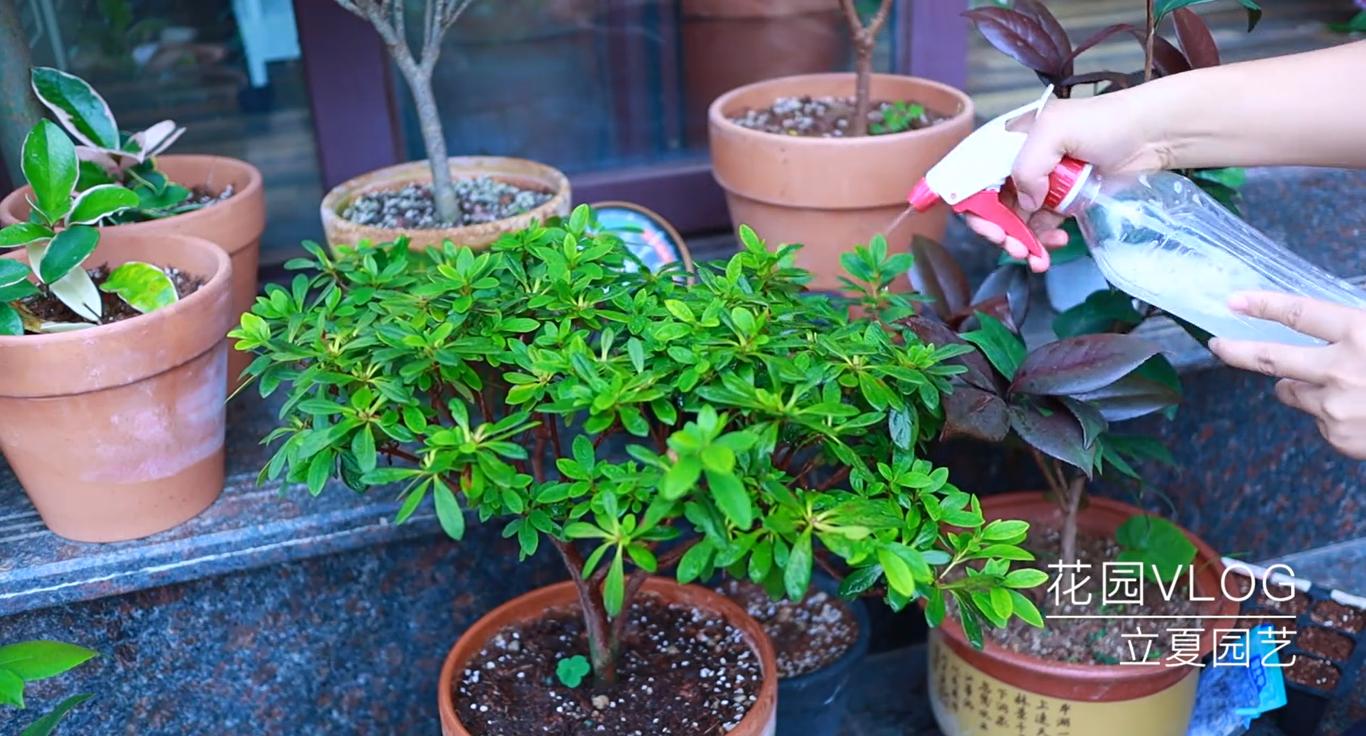 杜鹃花叶子上有黄点怎么办,杜鹃花叶片斑点怎么防治