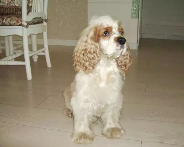 45种狗狗,45种狗狗很难得一见你认识几种