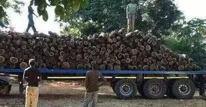 血檀木材的优缺点,血檀木属于什么档次的木材