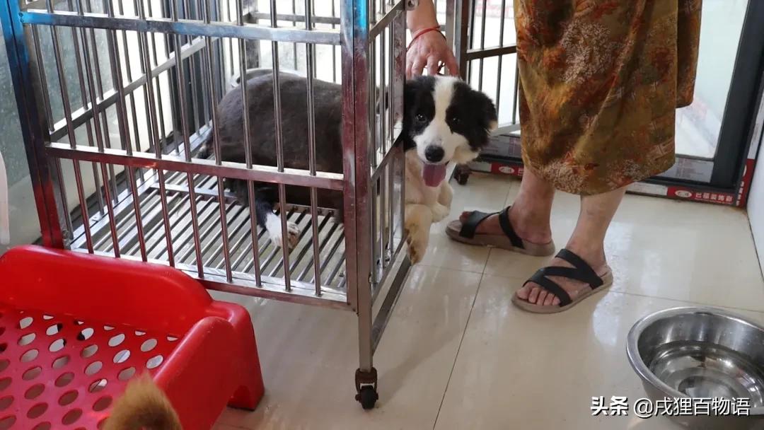 转发送粮，这次的E宠公益日记~看哭了