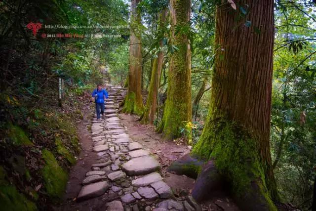 杭州天目山民宿,杭州天目山原始森林民宿