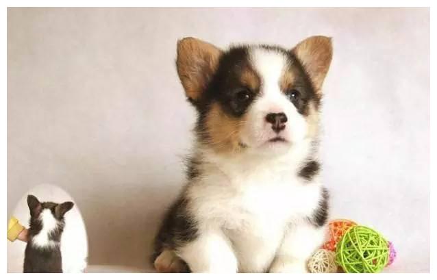 狗狗品种大全及介绍,狗狗品种大全带你走进狗狗的世界