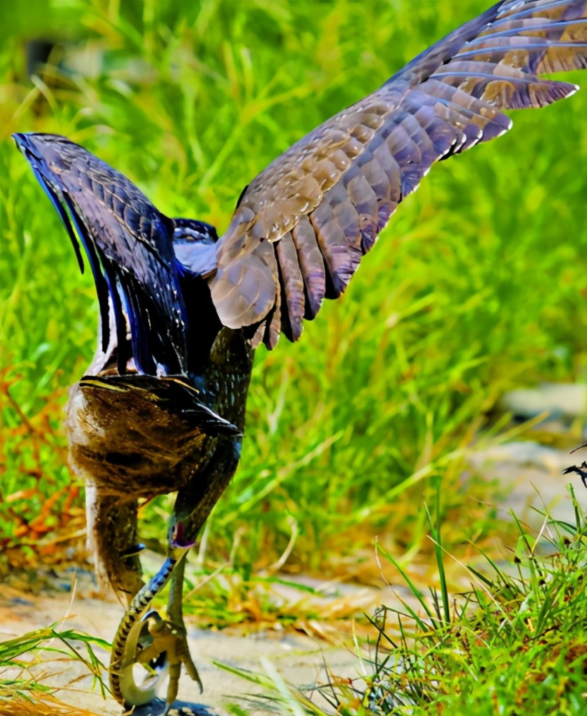 宫斗剧里面常用的毒药,宫斗里常用的毒药